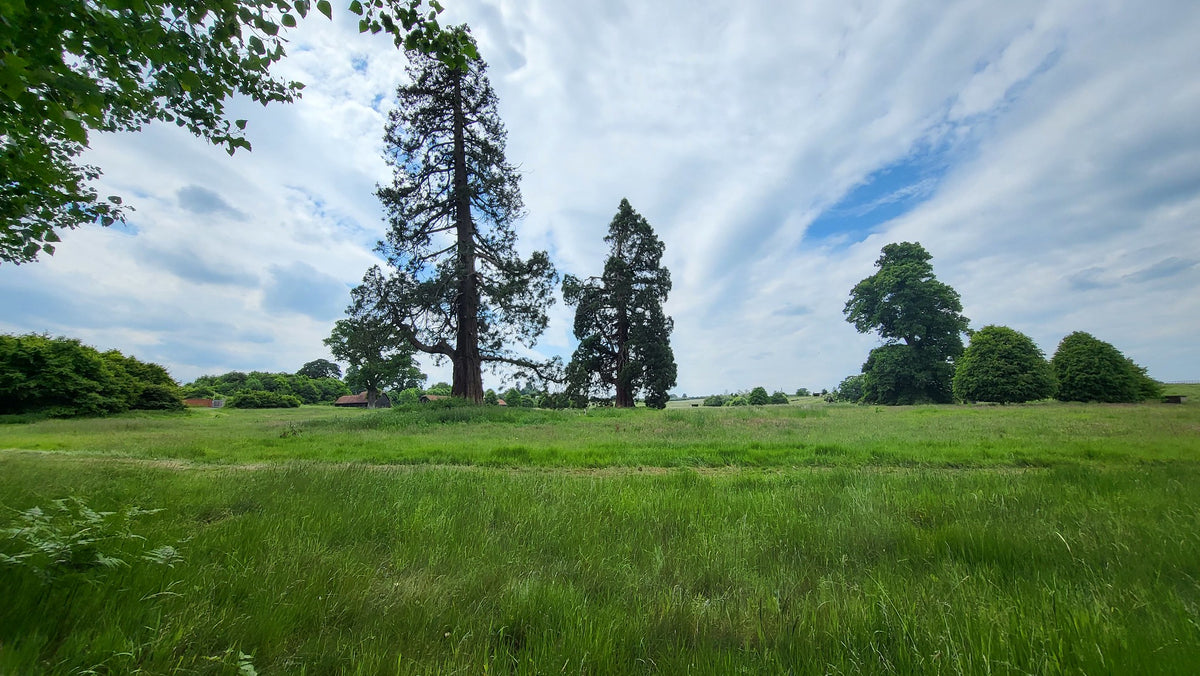 Parkland at Dogmersfield Park, the 500 acre estate surrounding Four Seasons Hotel Hampshire