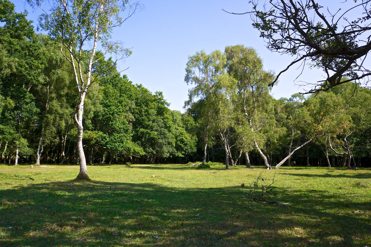 A sunlit glade in the New Forest near Lyndhurst, the woodland setting around Lime Wood