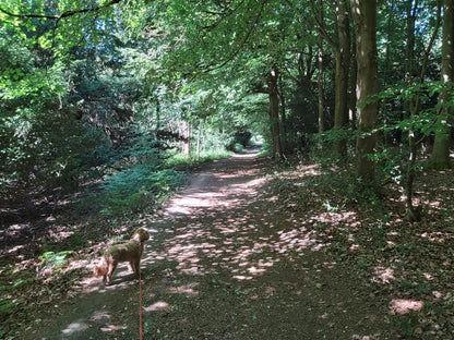 A sunlit woodland path through the Surrey Hills near Beaverbrook
