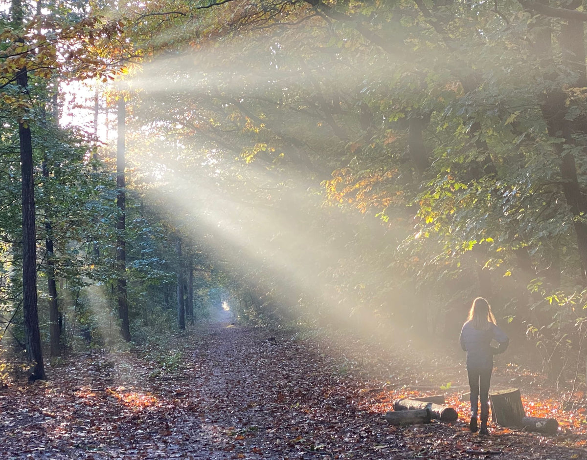 Sunlight breaking through autumn woodland on a quiet morning walk, The Bothy by Wildsmith at Heckfield Place