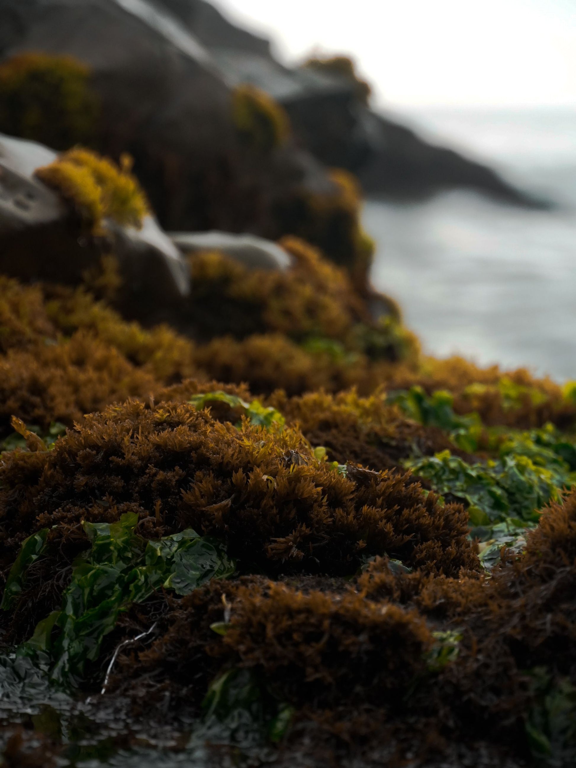 Wet seaweed lying over rock on a Scottish shore, the raw material of the bath huts.