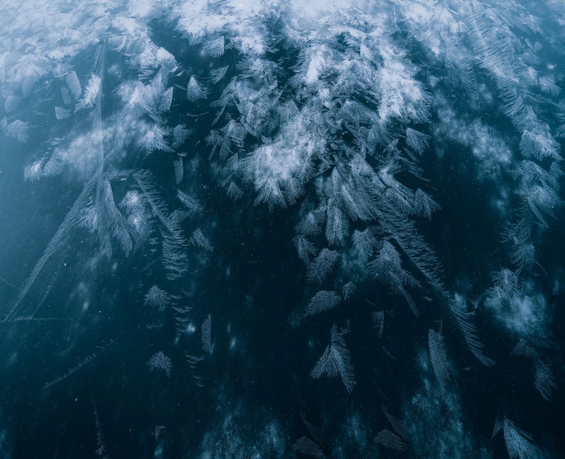 Ice crystals feathering across dark water, standing for the ice fountains in both thermal suites