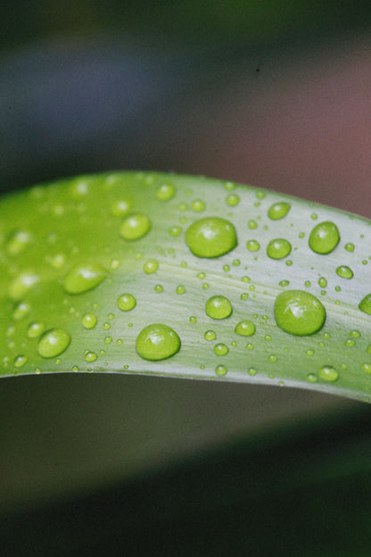 Water droplets on a green leaf, evoking the estate's own gardens after rain.