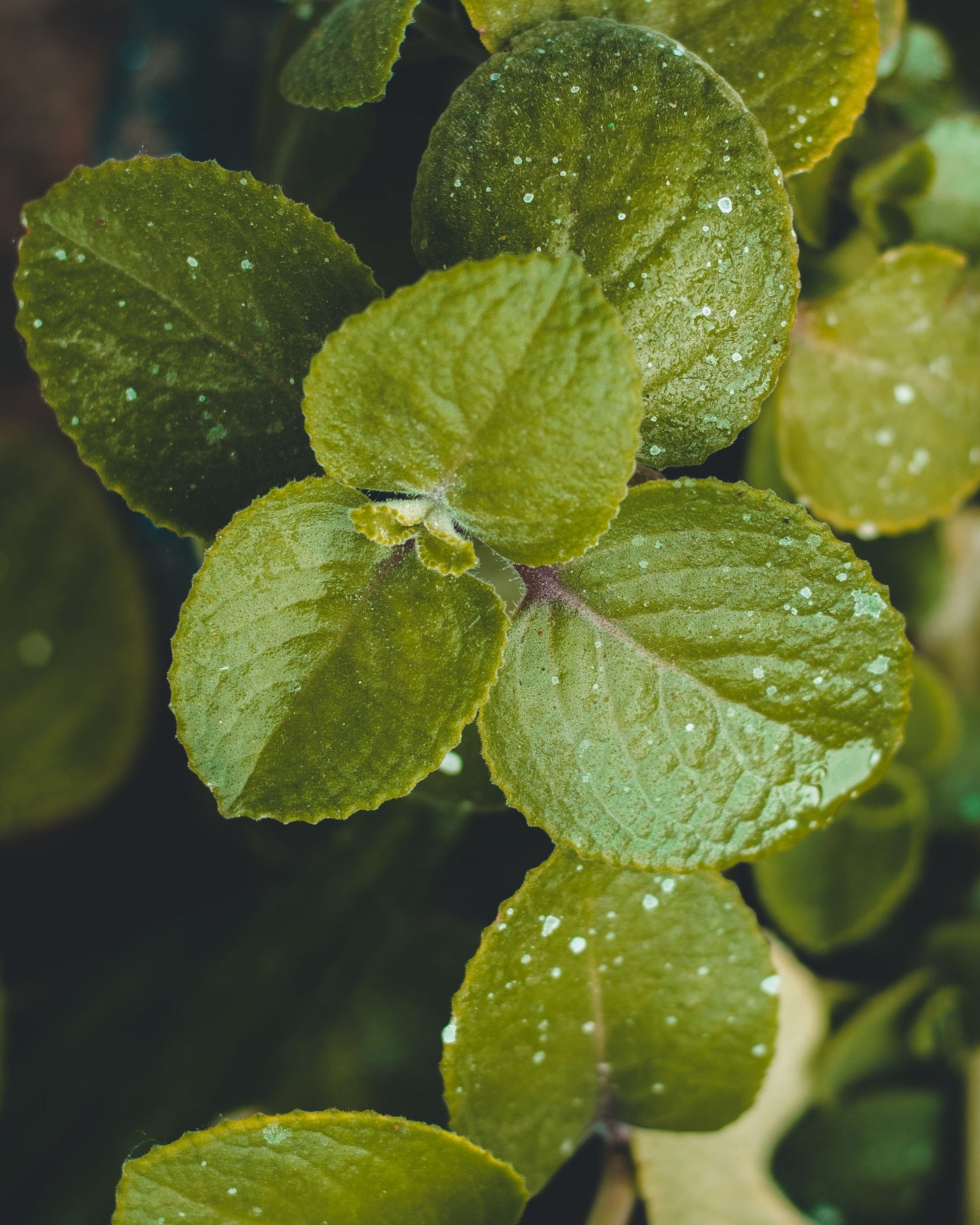 Fresh mint leaves beaded with water, an evocative image for the herbs cut for each treatment at The Spa at The Newt in Somerset
