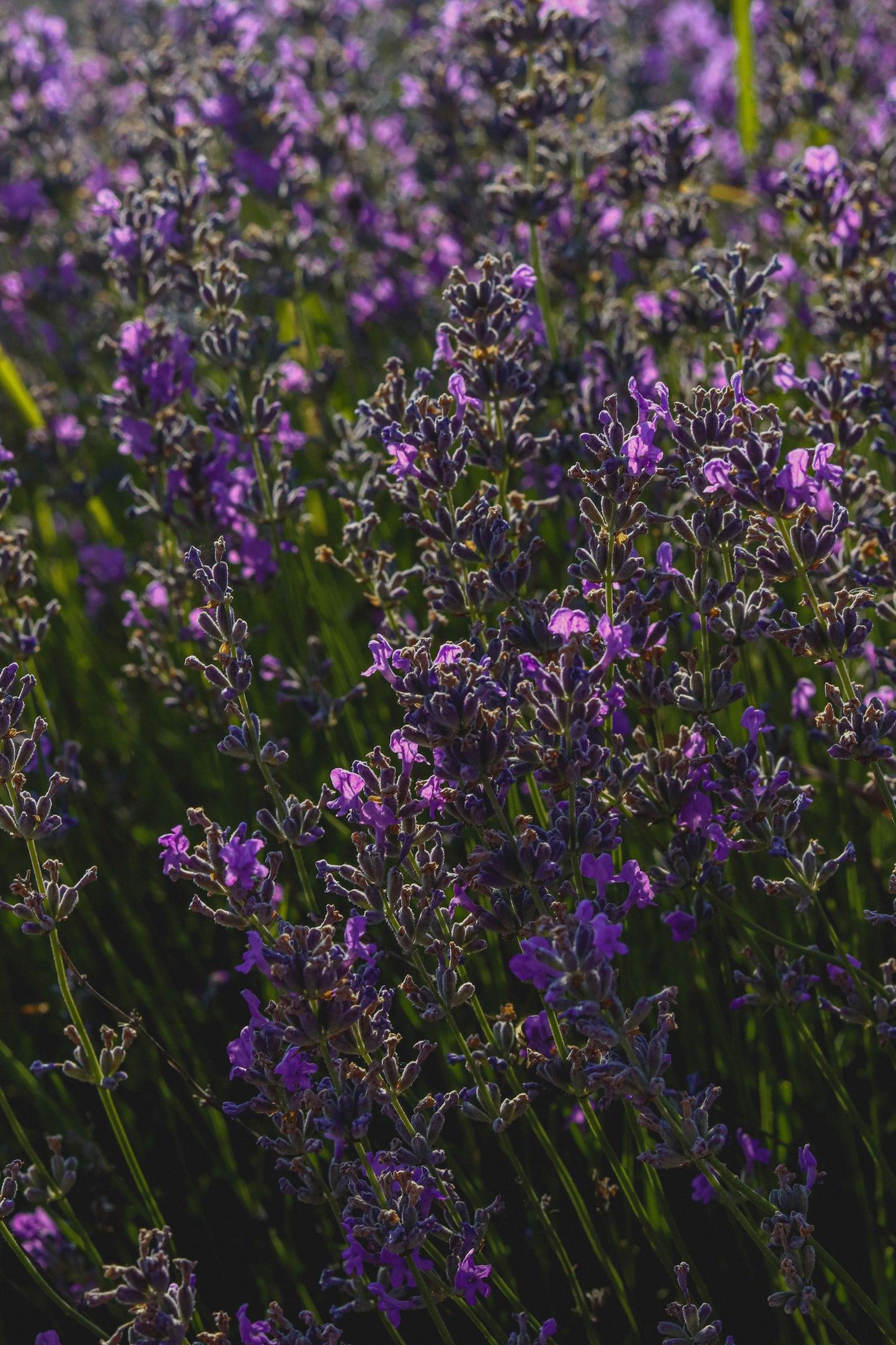 Lavender in flower with low sun behind it, Calcot Spa, Tetbury