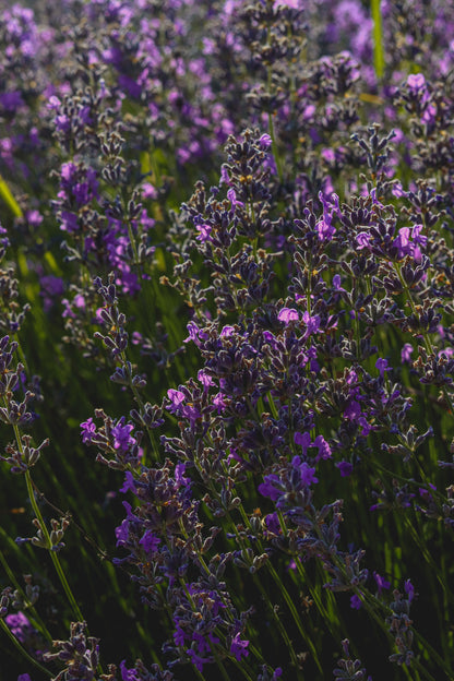 Lavender in flower with low sun behind it, Calcot Spa, Tetbury