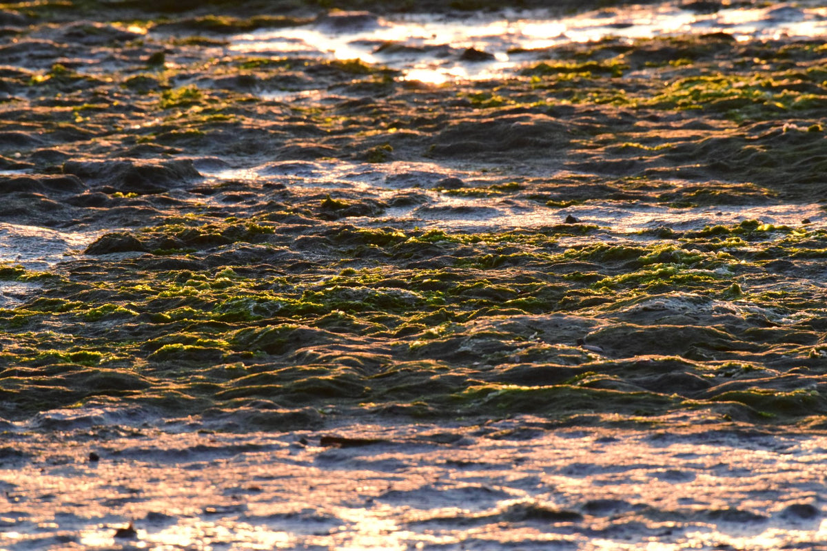 Seaweed on wet sand catching the golden light of a coastal sunset