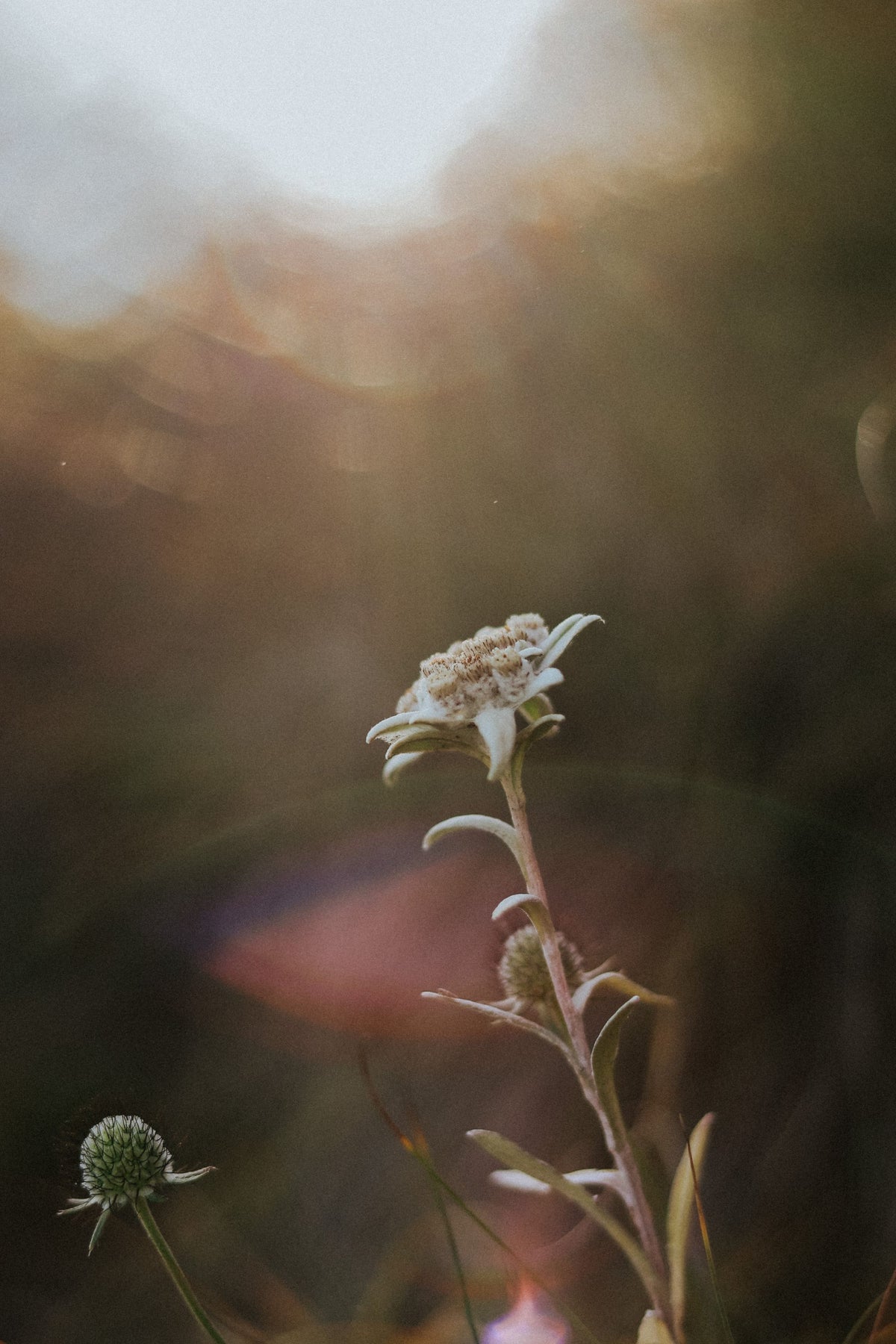 A single edelweiss flower in soft golden light, the high Alpine bloom behind the signature facial at Four Seasons Resort Megève