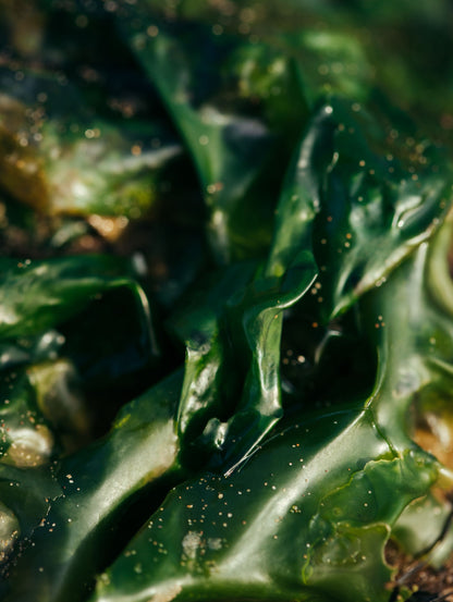 Glossy green seaweed fronds catch the light.