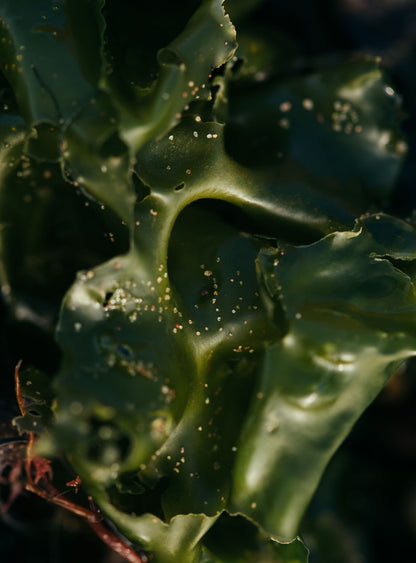 Close up of glossy green seaweed, the ingredient behind Tresco's signature treatment.