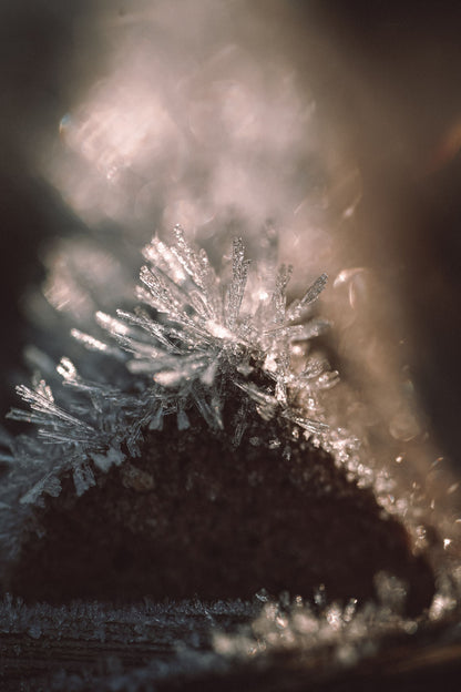 Ice crystals catching warm light in close up, Surrenne at The Emory
