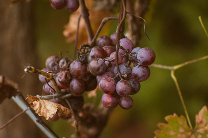 Ripe red grapes hanging on the vine in warm autumn light, evoking the wine estate around a Ribera del Duero abbey spa