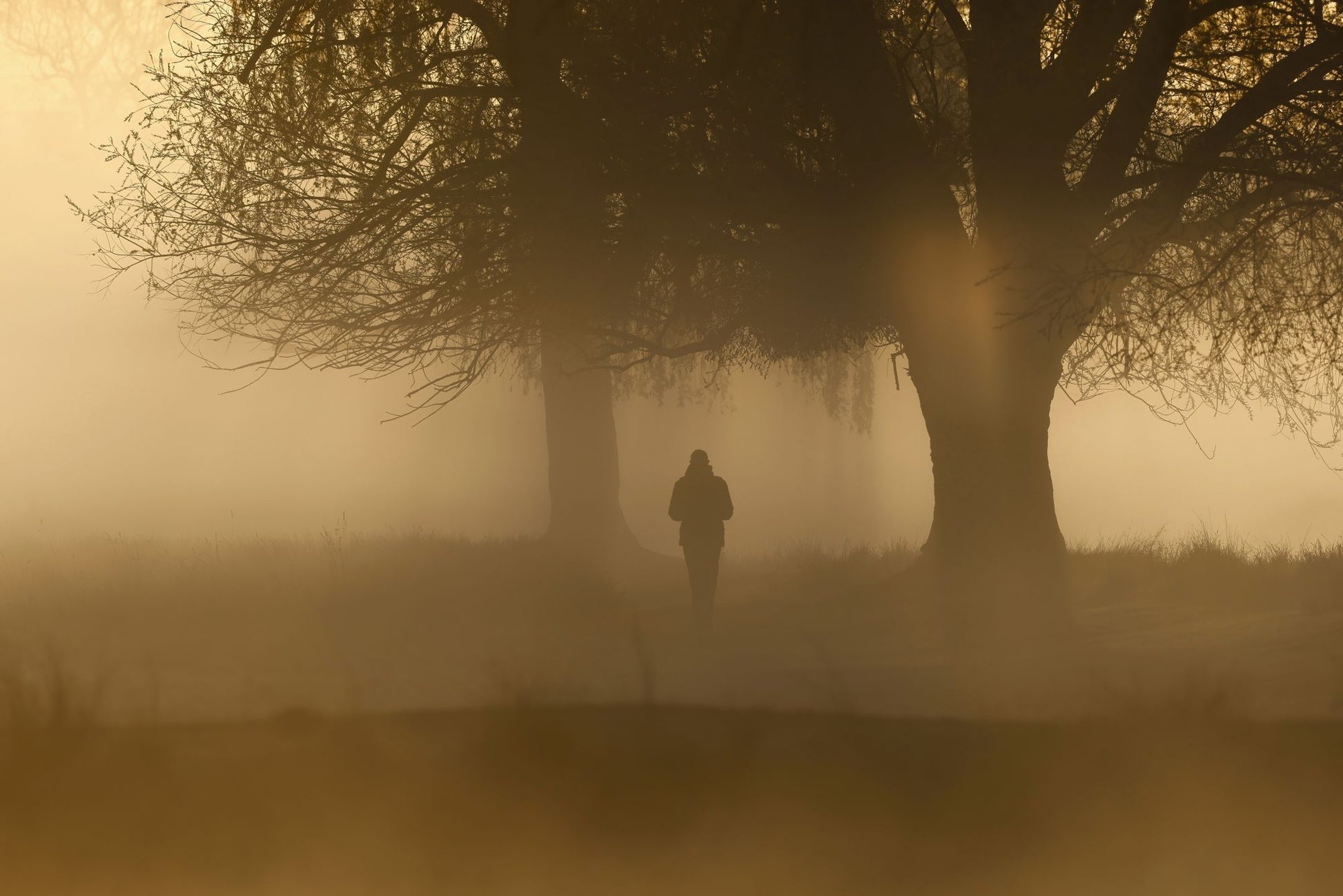 Winter fog through the plane trees of a London park, near the old War Office on Whitehall