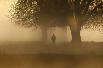 Winter fog through the plane trees of a London park, near the old War Office on Whitehall