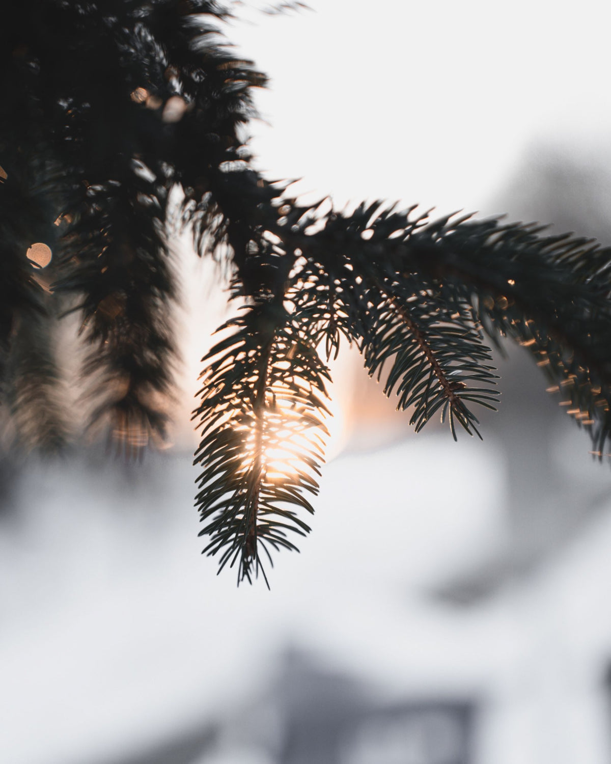 Low winter sun glowing through a snow dusted fir branch, evoking the silver fir ritual at the spa of Four Seasons Resort Megève in the French Alps