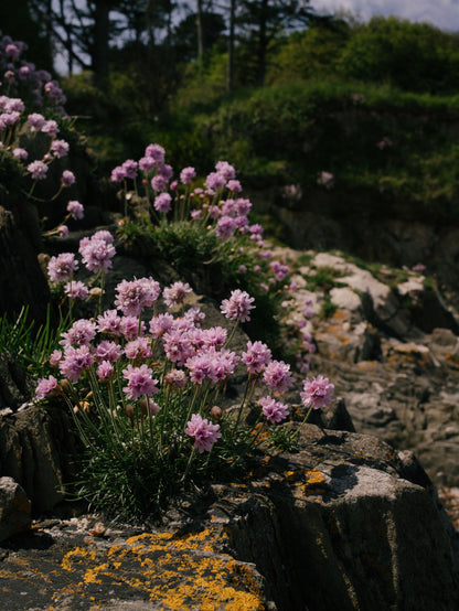 Pink sea thrift flowers growing on coastal rock near The Scarlet Spa, Mawgan Porth