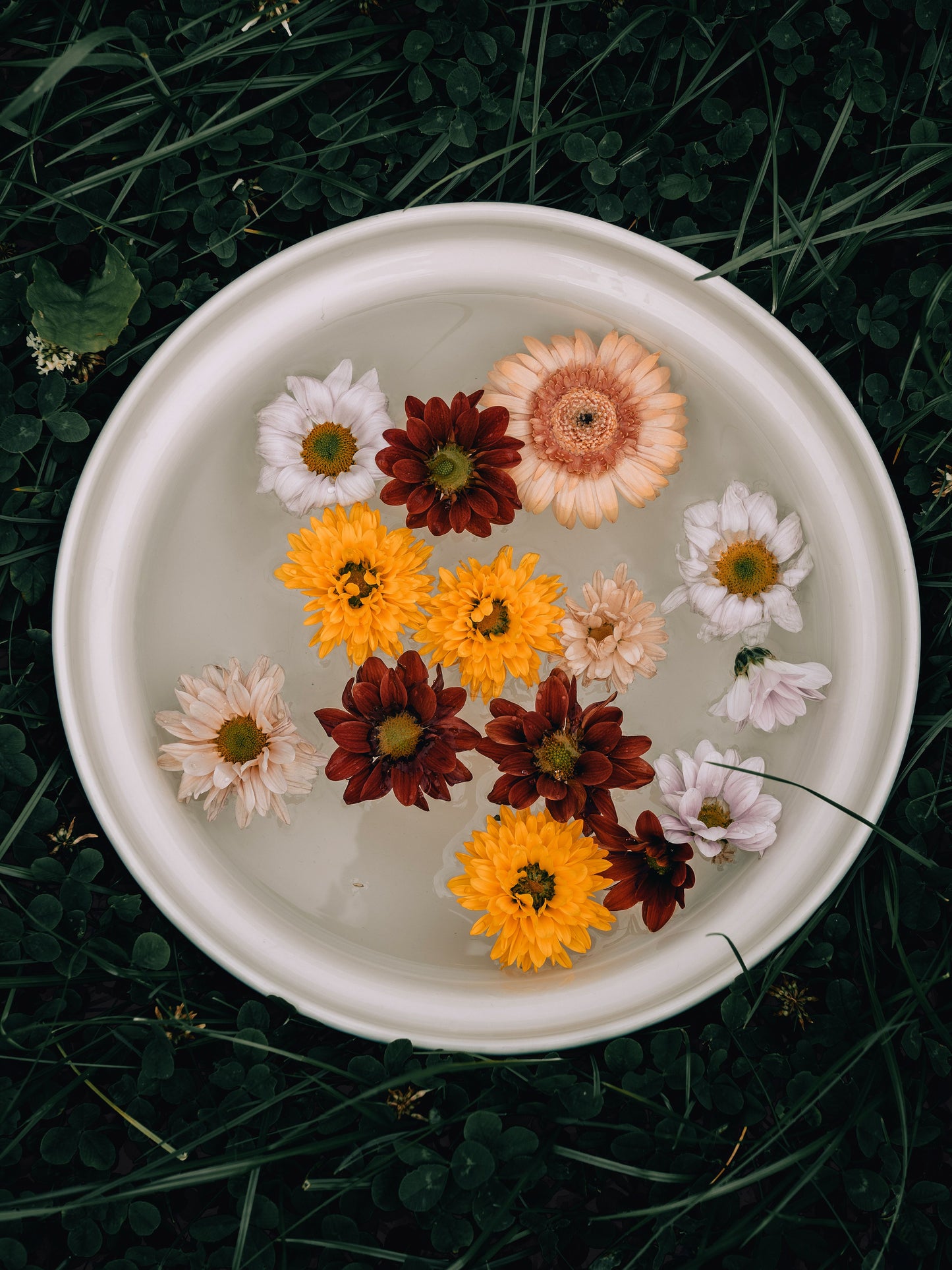Flower heads floating in a shallow bowl of water, The Meadow Spa at Thyme, Southrop