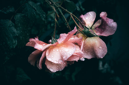 Pale pink garden roses heavy with dew against a dark background, evoking the Rose de Granville at the heart of the Dior Spa at Cheval Blanc Paris