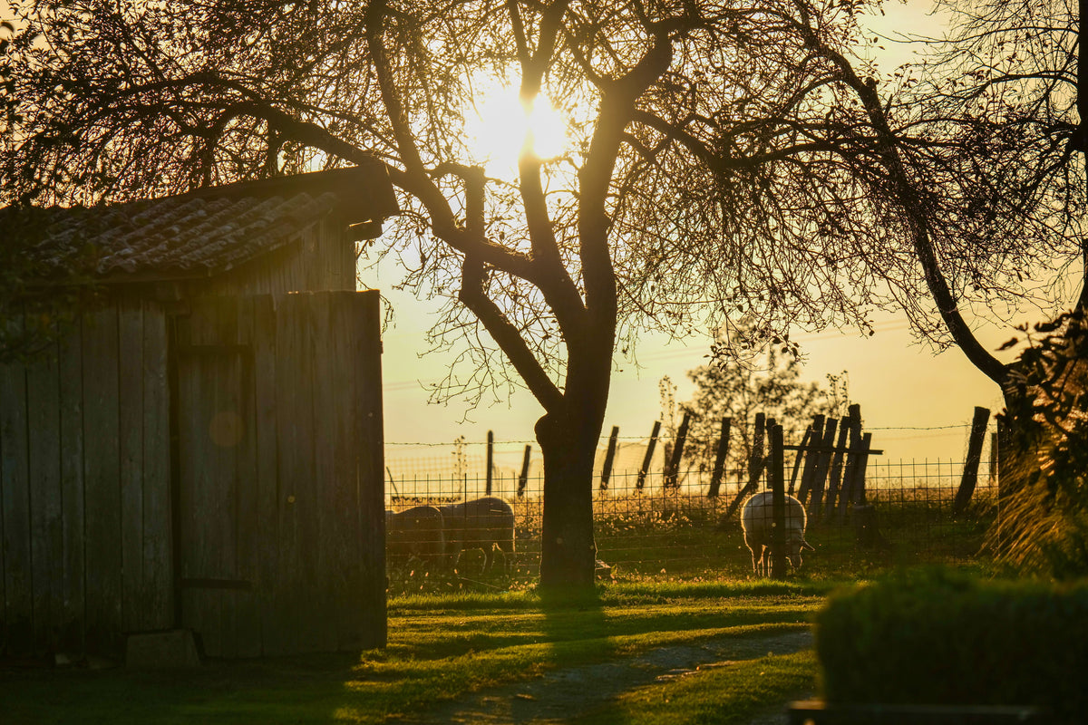 Low evening sun through trees at the edge of a working farm, Bamford Wellness Spa, Daylesford