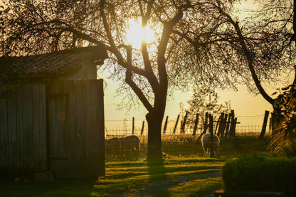 Low evening sun through trees at the edge of a working farm, Bamford Wellness Spa, Daylesford