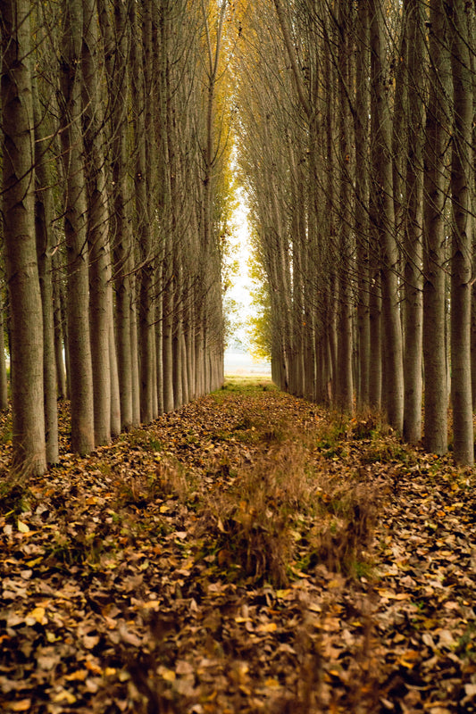 Golden autumn avenue of parkland trees on a historic East Cork estate
