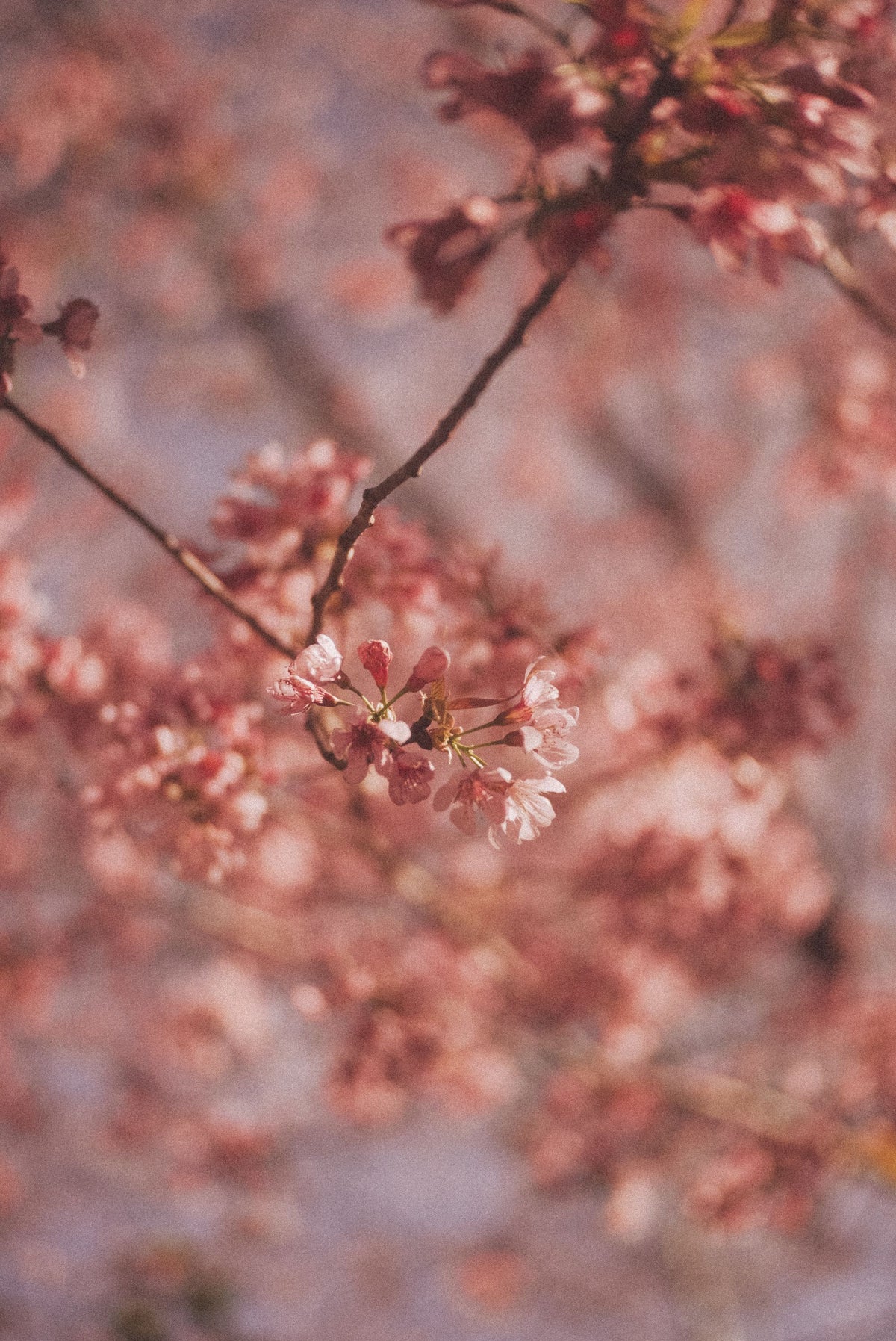 Soft focus cherry blossoms on a branch in dreamy spring light