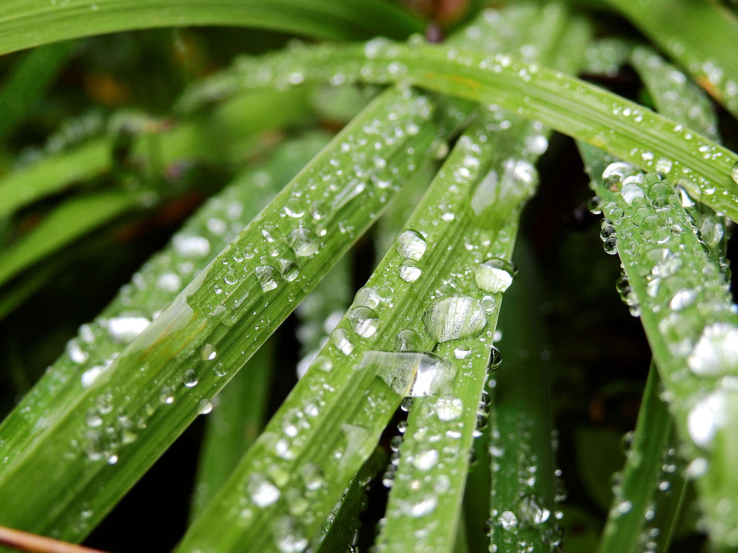 Dew held on green leaves early in the morning, Fieldhouse Spa at THE PIG in the Cotswolds