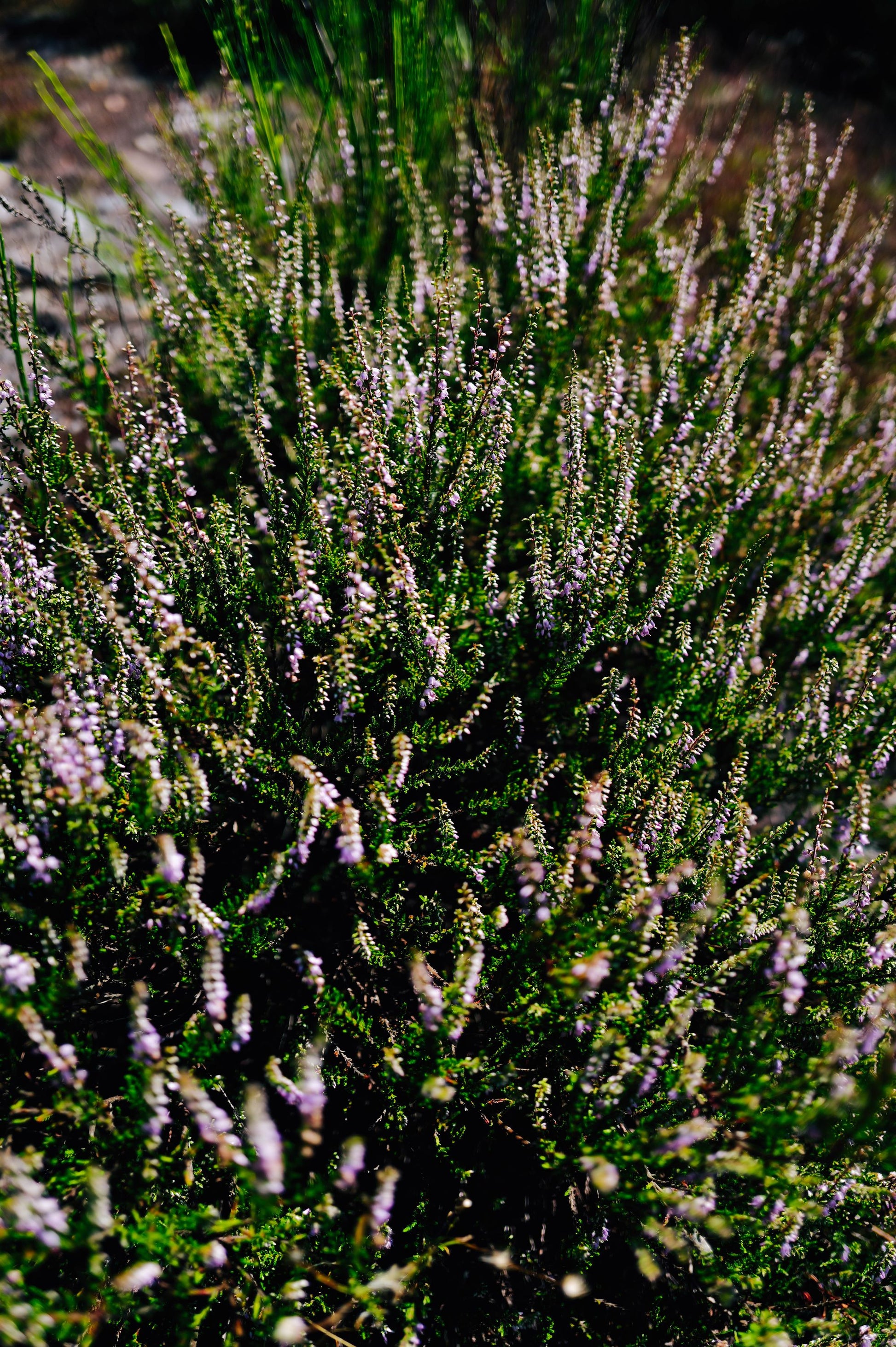 Heather in flower, purple against dark green, one of the herbs in the Albamhor blend.