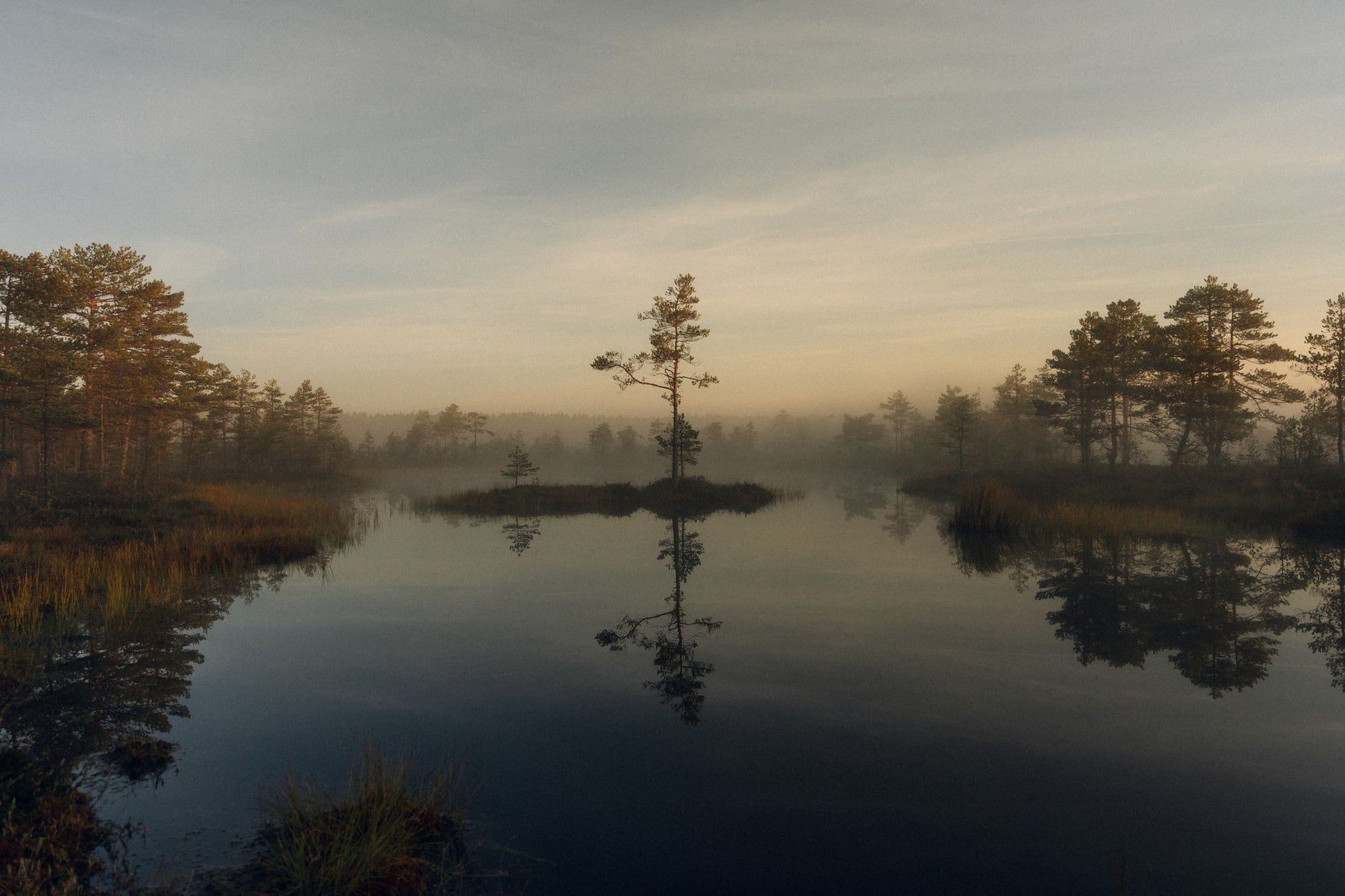 Mist over still loch water and Scots pines at dawn