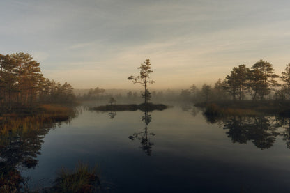 Mist over still loch water and Scots pines at dawn
