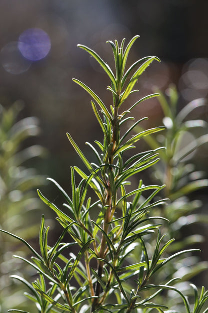 A close up of sunlit rosemary, one of the herbs grown on the estate and used in Seed to Skin treatments.