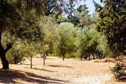 Sunlight filtering through a Mediterranean olive grove