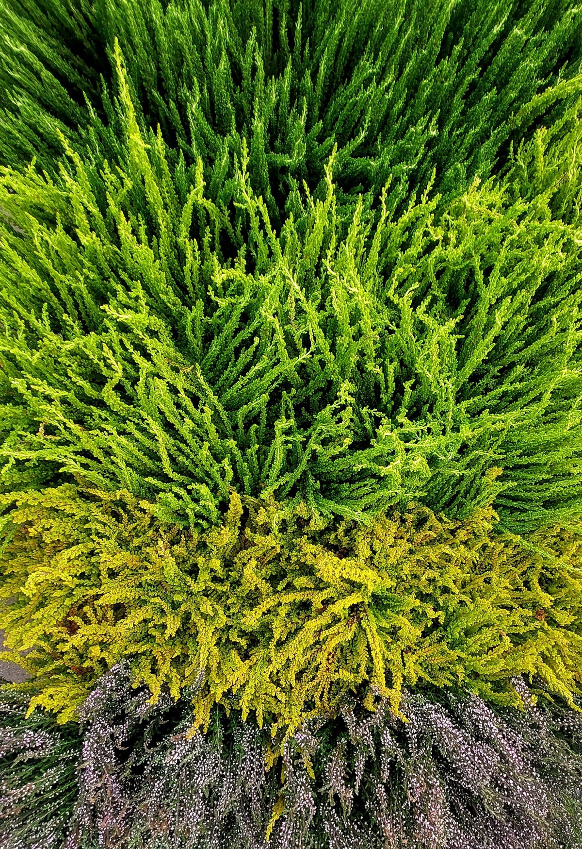 Close up of vibrant heather in shades of green gold and purple