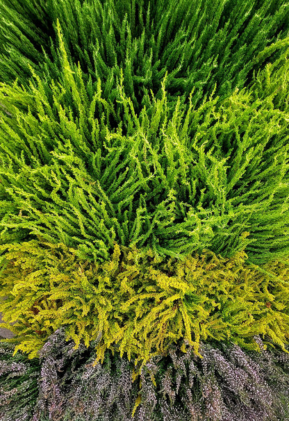 Close up of vibrant heather in shades of green gold and purple