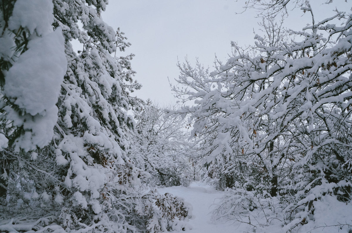 Snow lying heavy on white trees in flat winter light, The House Spa at Dormy House, Broadway