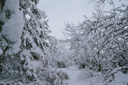 Snow lying heavy on white trees in flat winter light, The House Spa at Dormy House, Broadway
