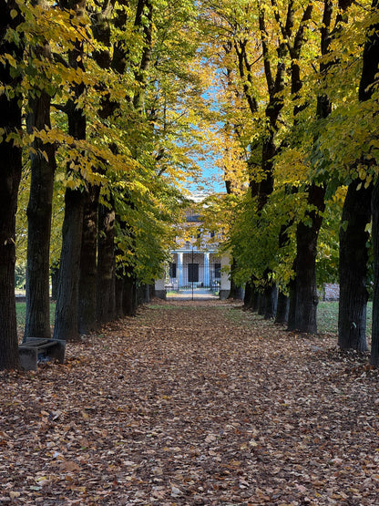 An avenue of trees leading to an English country house, Eynsham Baths at Estelle Manor