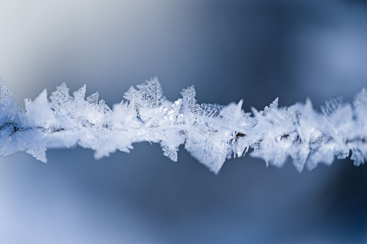 Frost crystals cling to a bare branch, each edge sharp against the cold blue light.