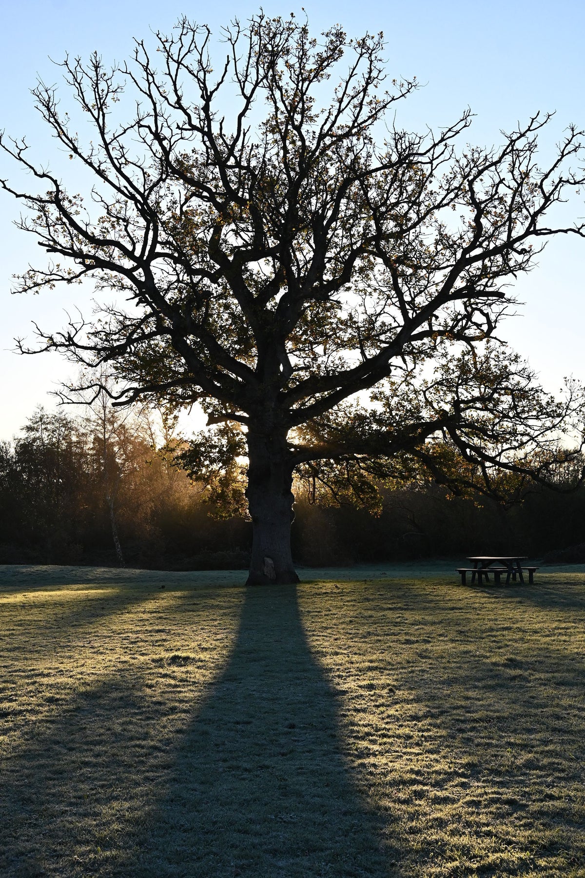 Frost lit by a low winter sun behind a mature oak, evoking the historic grounds