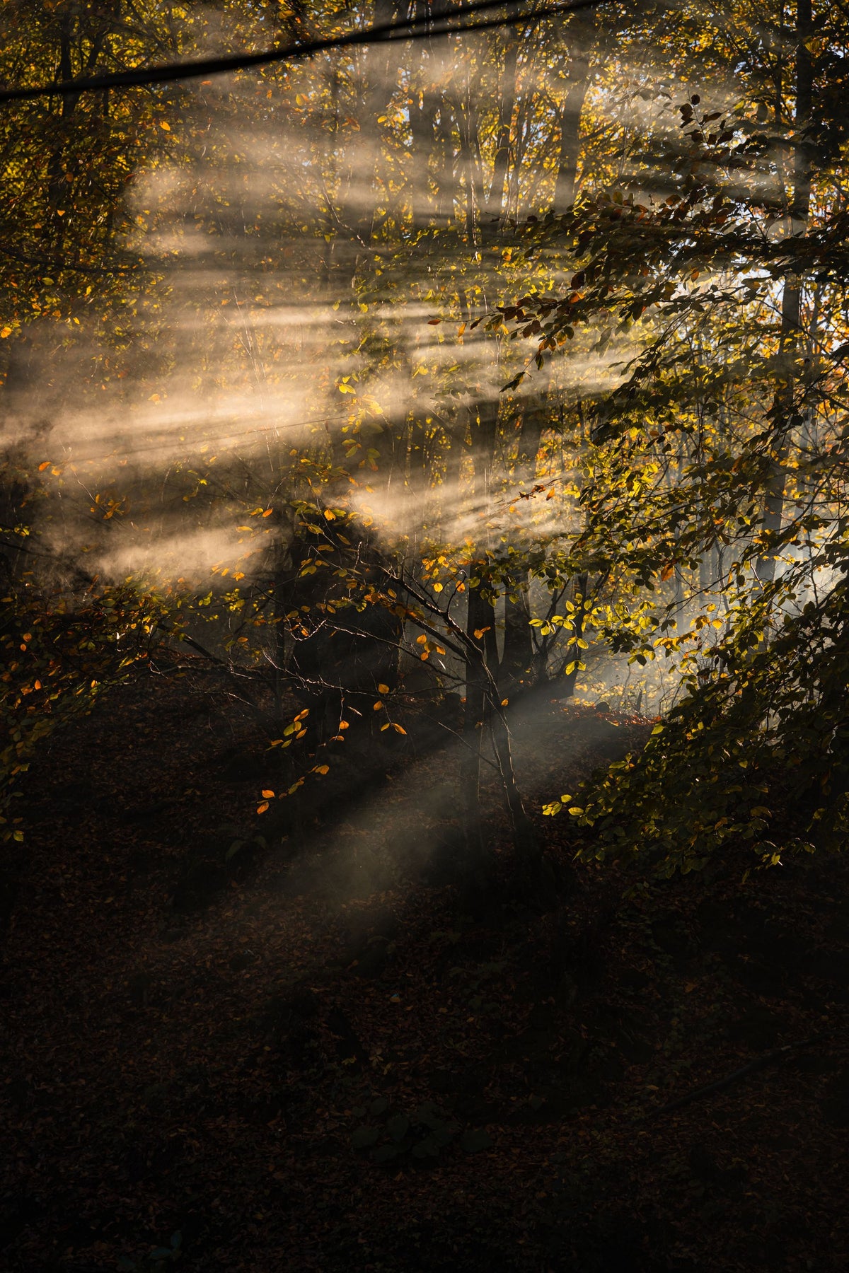 Golden light breaking through mist in an autumn forest