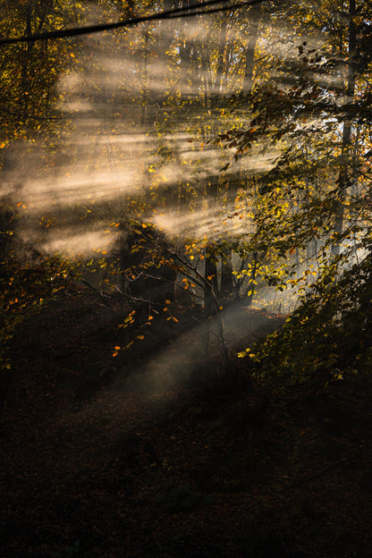 Golden light breaking through mist in an autumn forest
