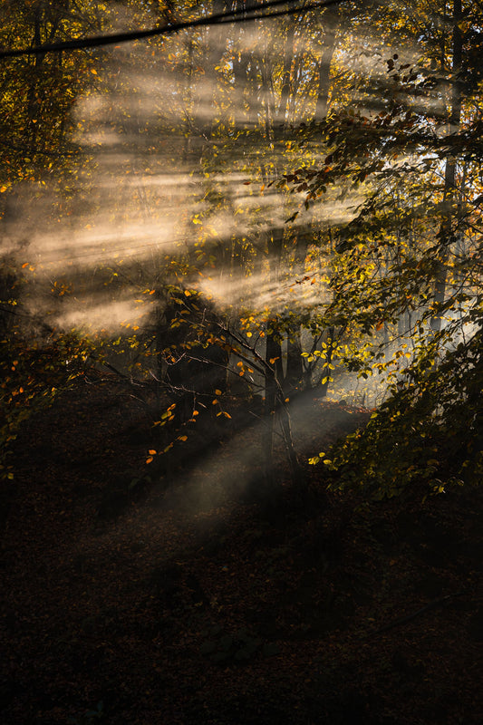 Golden light breaking through mist in an autumn forest