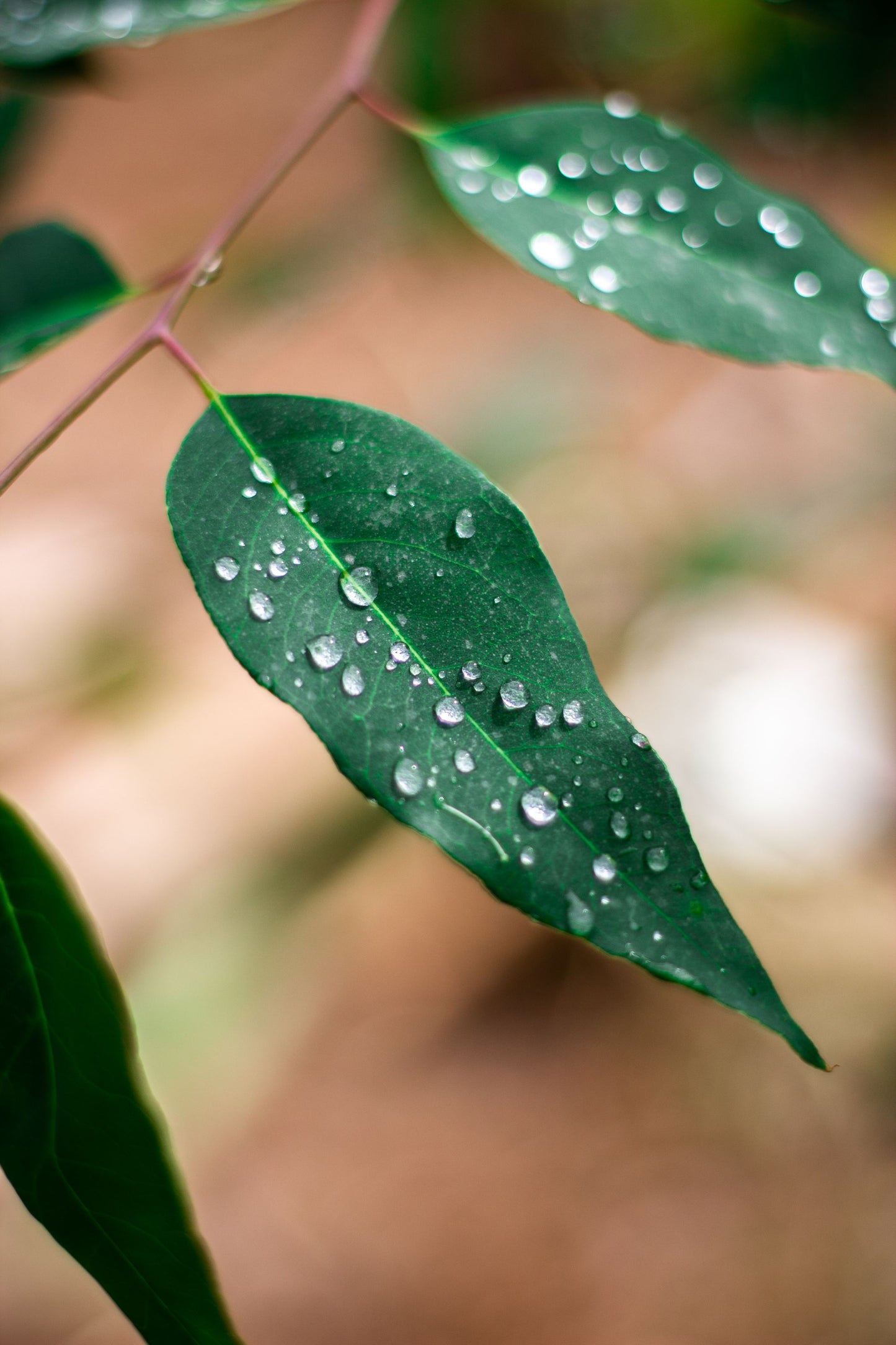 Eucalyptus leaves beaded with water, standing for the eucalyptus infused steam room