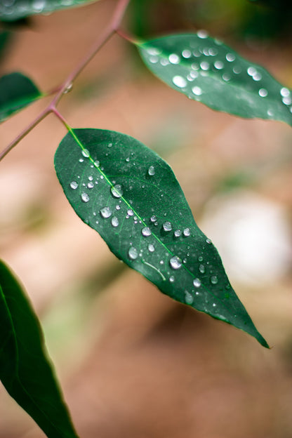 Eucalyptus leaves beaded with water, standing for the eucalyptus infused steam room