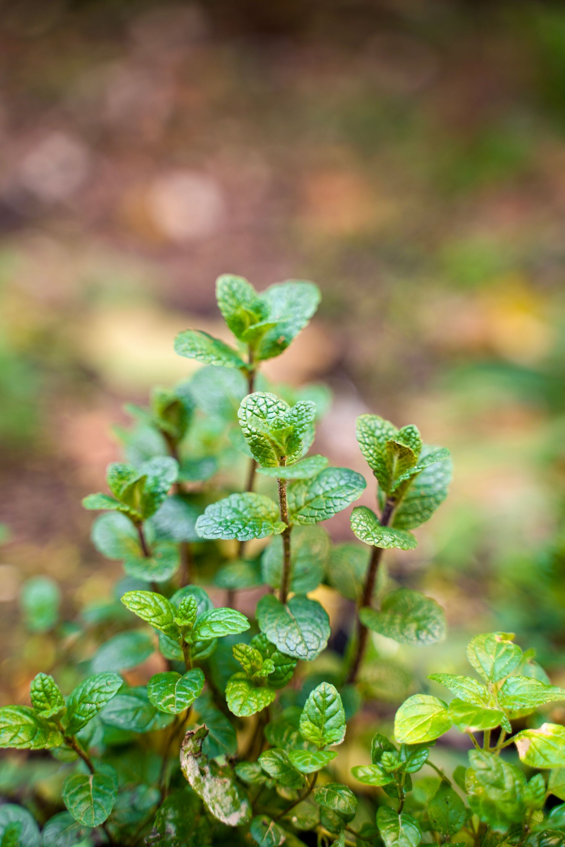 Fresh green mint leaves growing in a garden