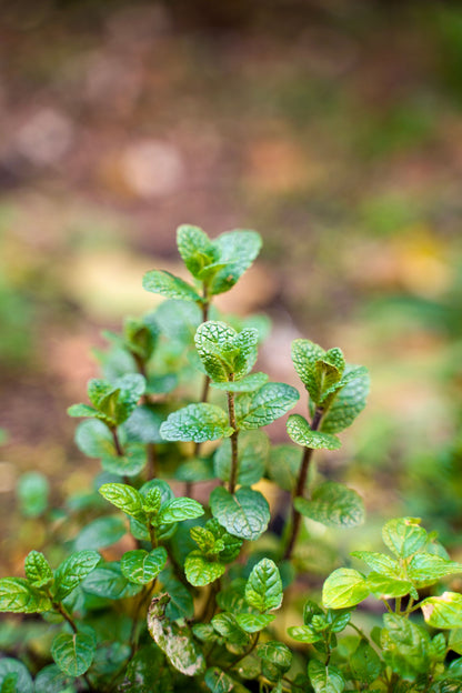 Fresh green mint leaves growing in a garden