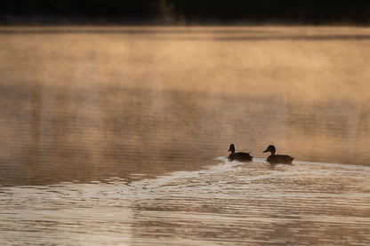 Ducks gliding across a misty lake at golden sunrise, The Bothy by Wildsmith at Heckfield Place