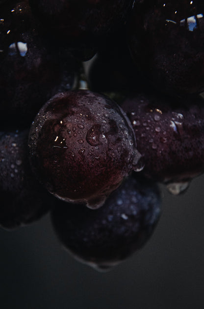 Close detail of dark grapes with water droplets, evoking the grape marc and grapeseed used in vinotherapy treatments