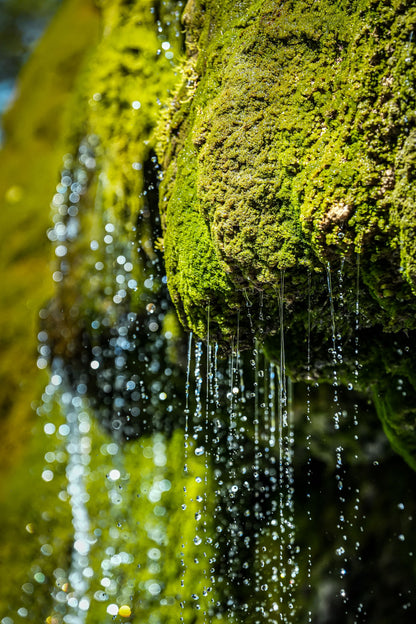 Spring water trickling over moss covered rock in the Alps above Évian les Bains