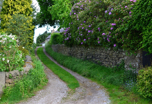 A green, wisteria draped stone walled path through parkland, evoking the walled gardens of Ballyfin Demesne's 614 acre estate